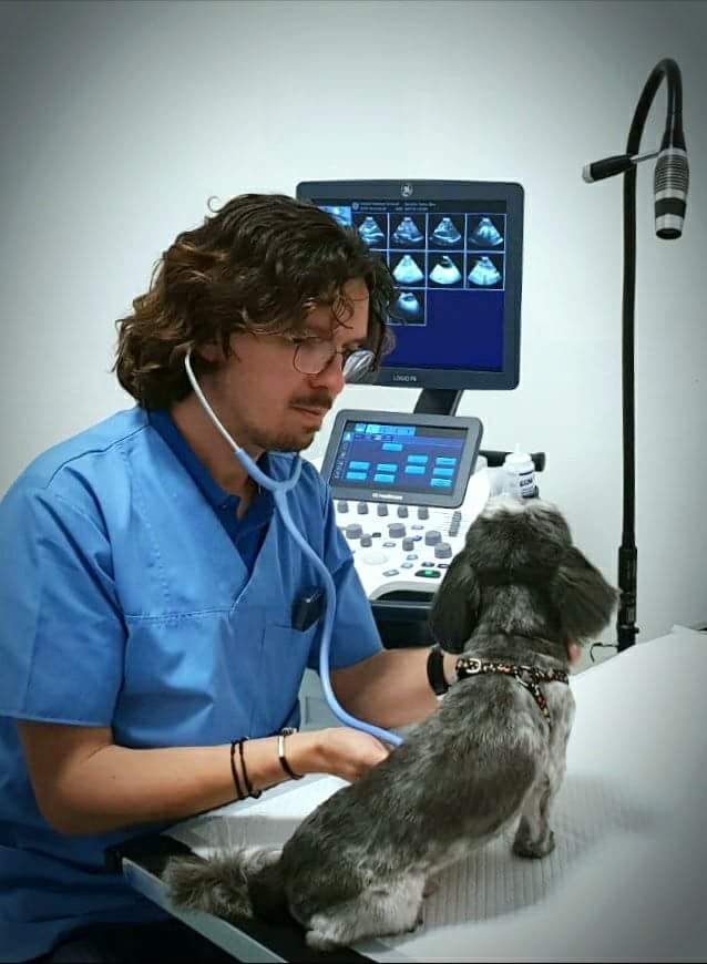 Examen-Cardiologic-Centrul-Veterinar-Domenii