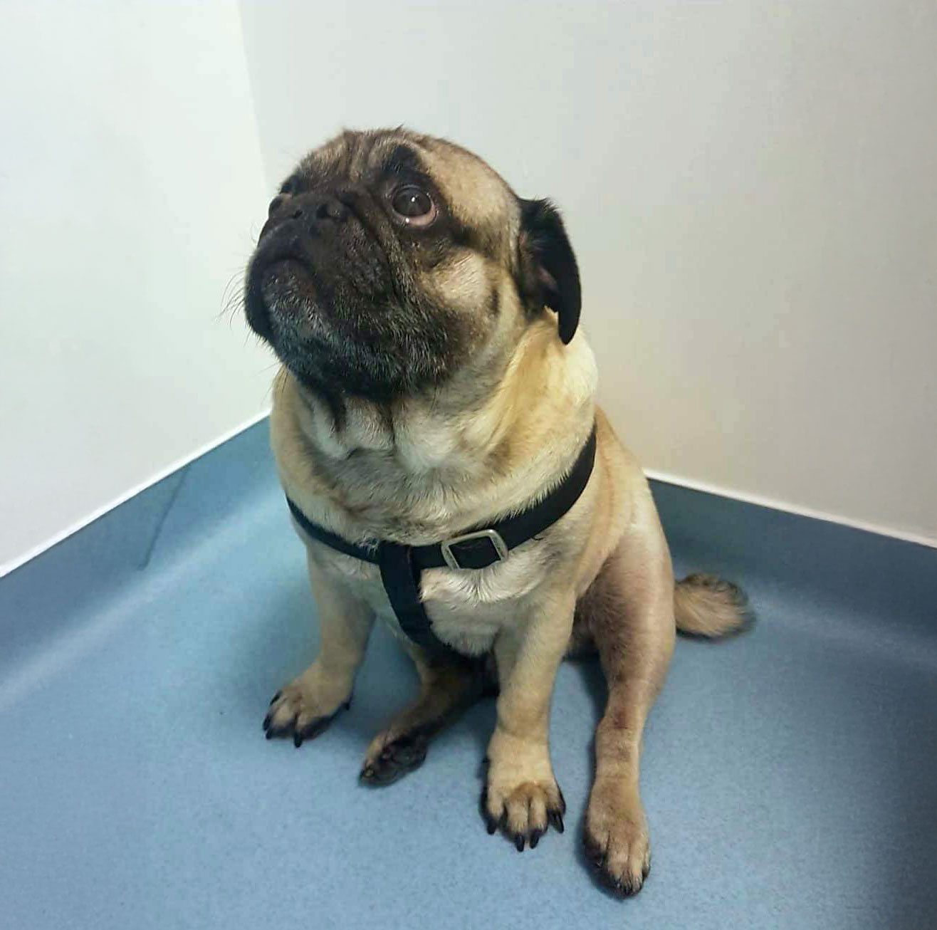 Mojo-Pug-la-Vaccinare