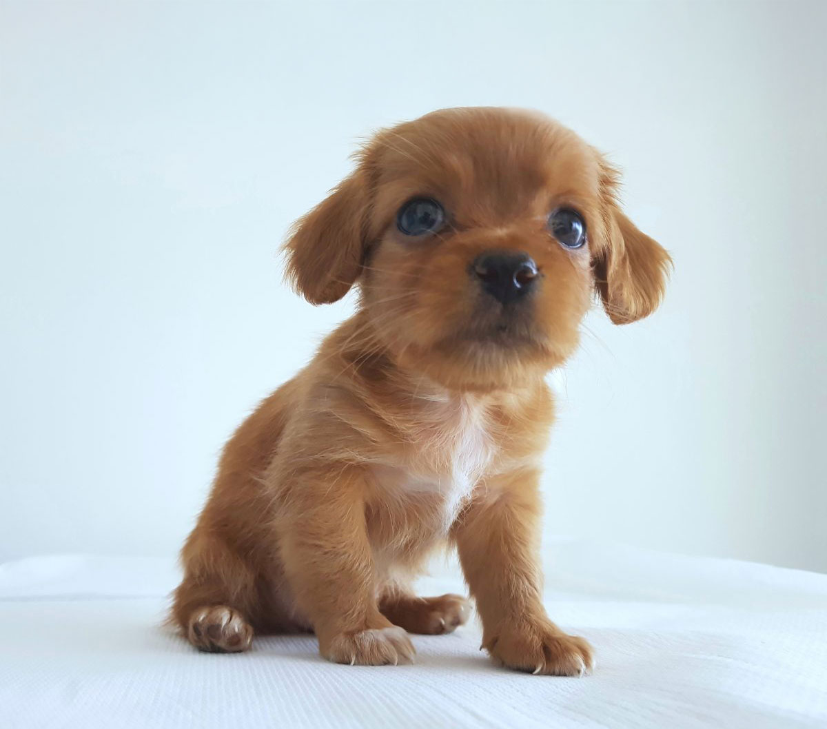 Poza-Vaccinare-Microcipare-e1539211034443